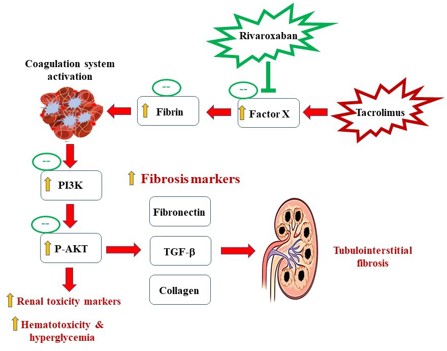 Graphical Abstract